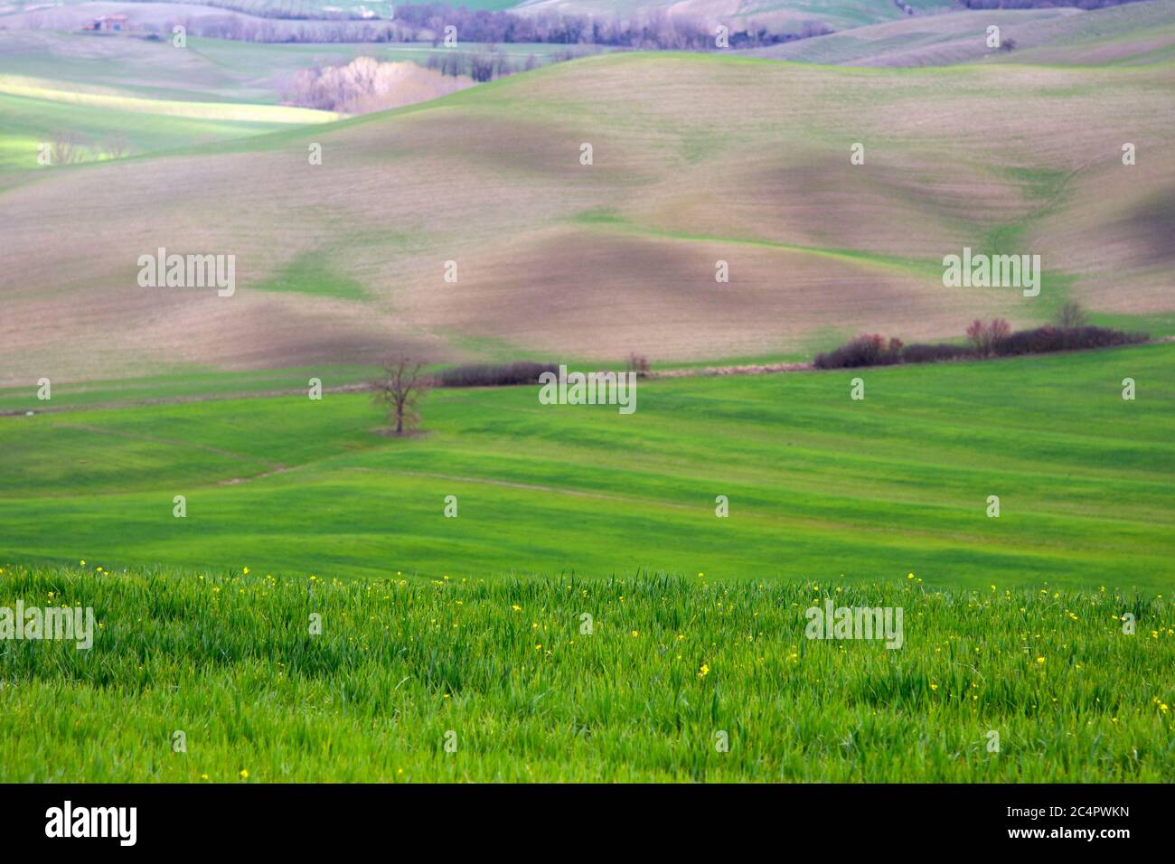 Grüne Felder und sanfte Hügel, typische Landschaft des val DÕOrcia, Toskana, Italien Stockfoto