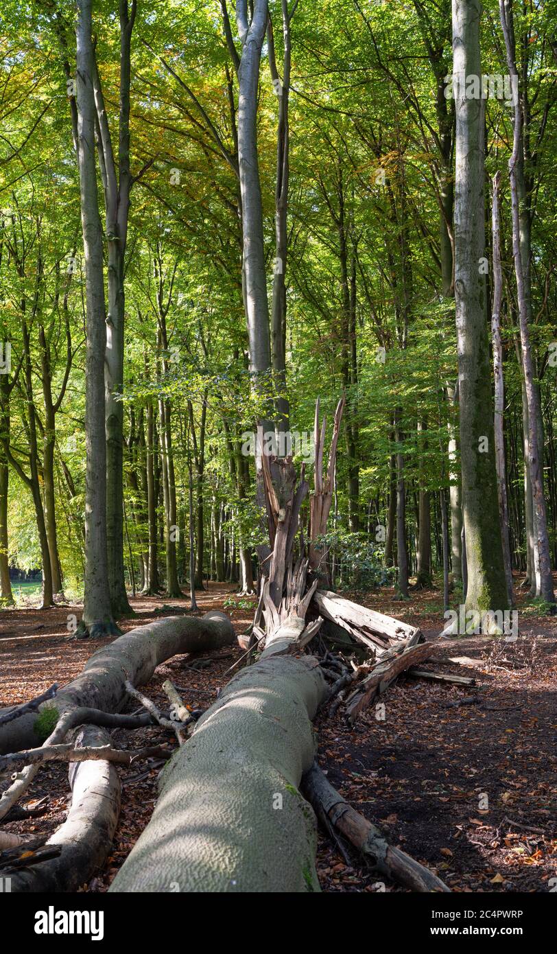 Waldlebenszyklus, Buchenwald mit frischen grünen und gefallenen Bäumen Stockfoto