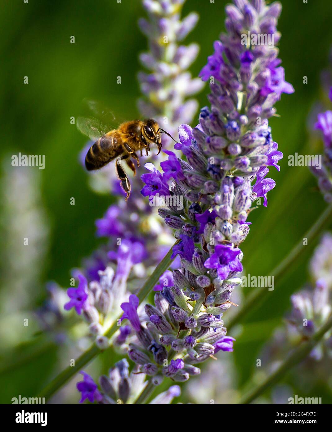 Bienen fliegen um einen Lavendel, um Pollen zu pflücken Stockfoto