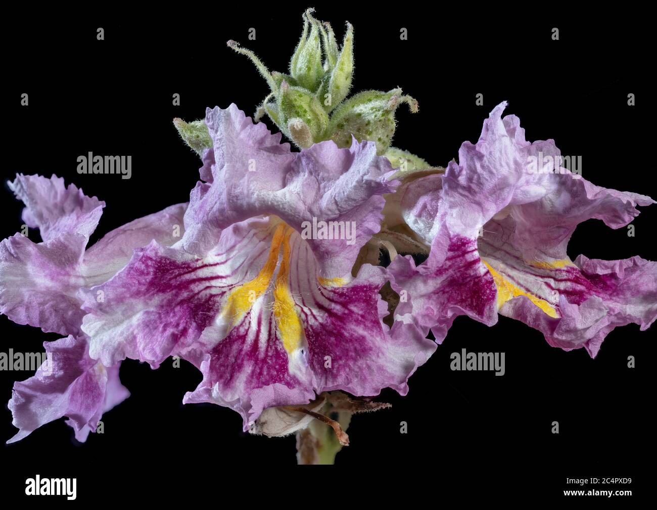 Blühende Wüstenweide, Chilopsis linearis Stockfoto