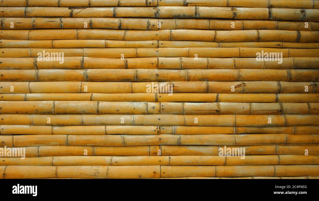 Hintergrund gelb getrocknete Bambus Stämme / Bambus Wand Stockfoto
