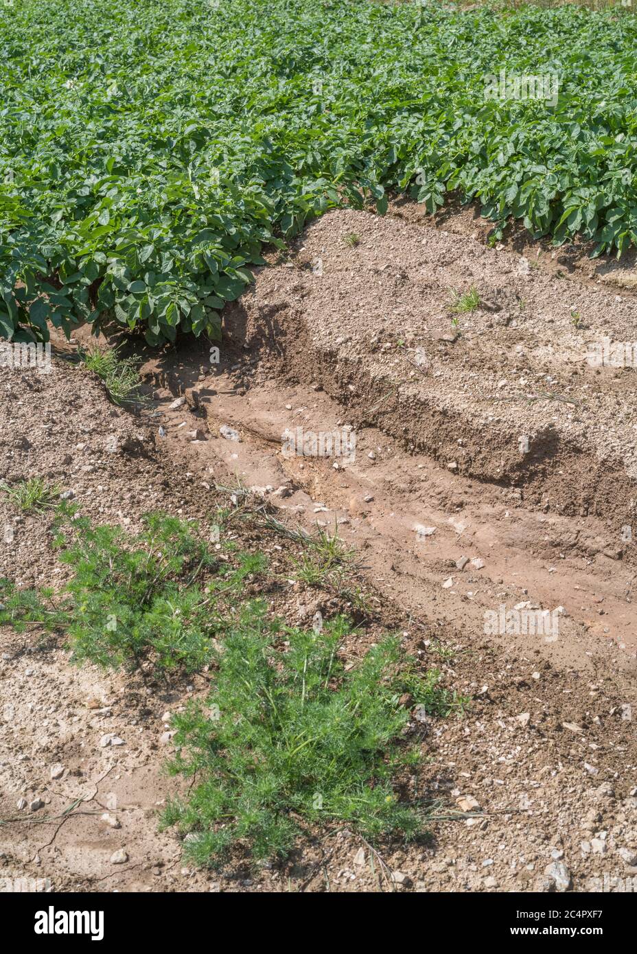 UK Topsoil Entfernung, Auswaschen der Ernte und Wasserrinnen Erosion in Cornwall Kartoffelernte. Bei schlechtem Wetter, widrigen Bedingungen, starken Regenfällen, Bodenkunde. Stockfoto
