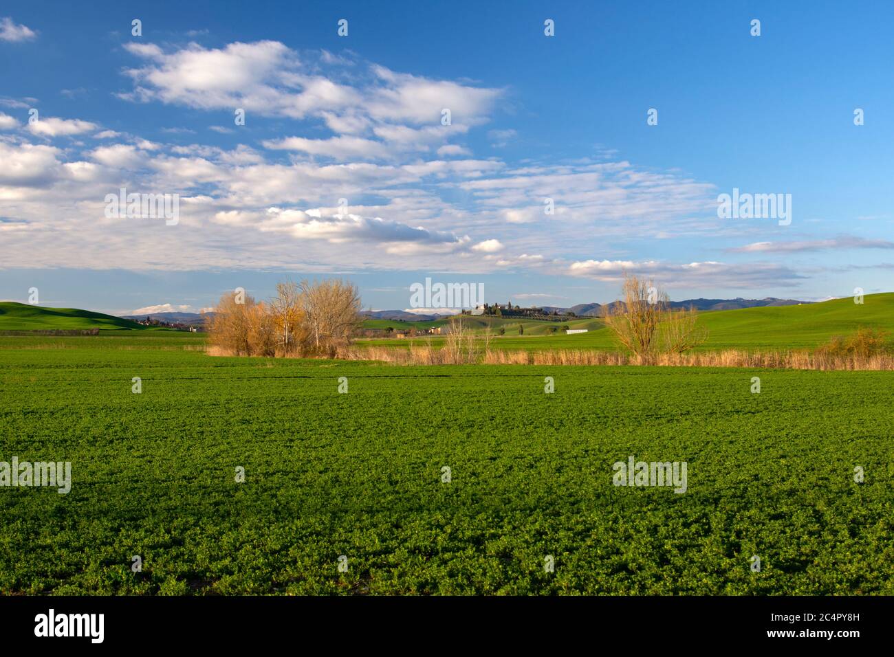 Typische Landschaft der Toskana, mit grünen Feldern, Italien Stockfoto