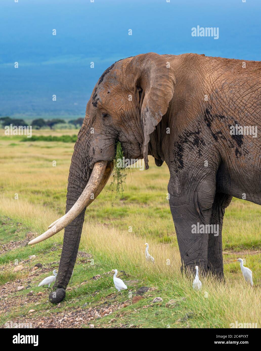Afrikanischer Buschelefant (Loxodonta africana) grast, während er von Reihern umgeben ist, Amboseli National Park, Kenia, Afrika Stockfoto