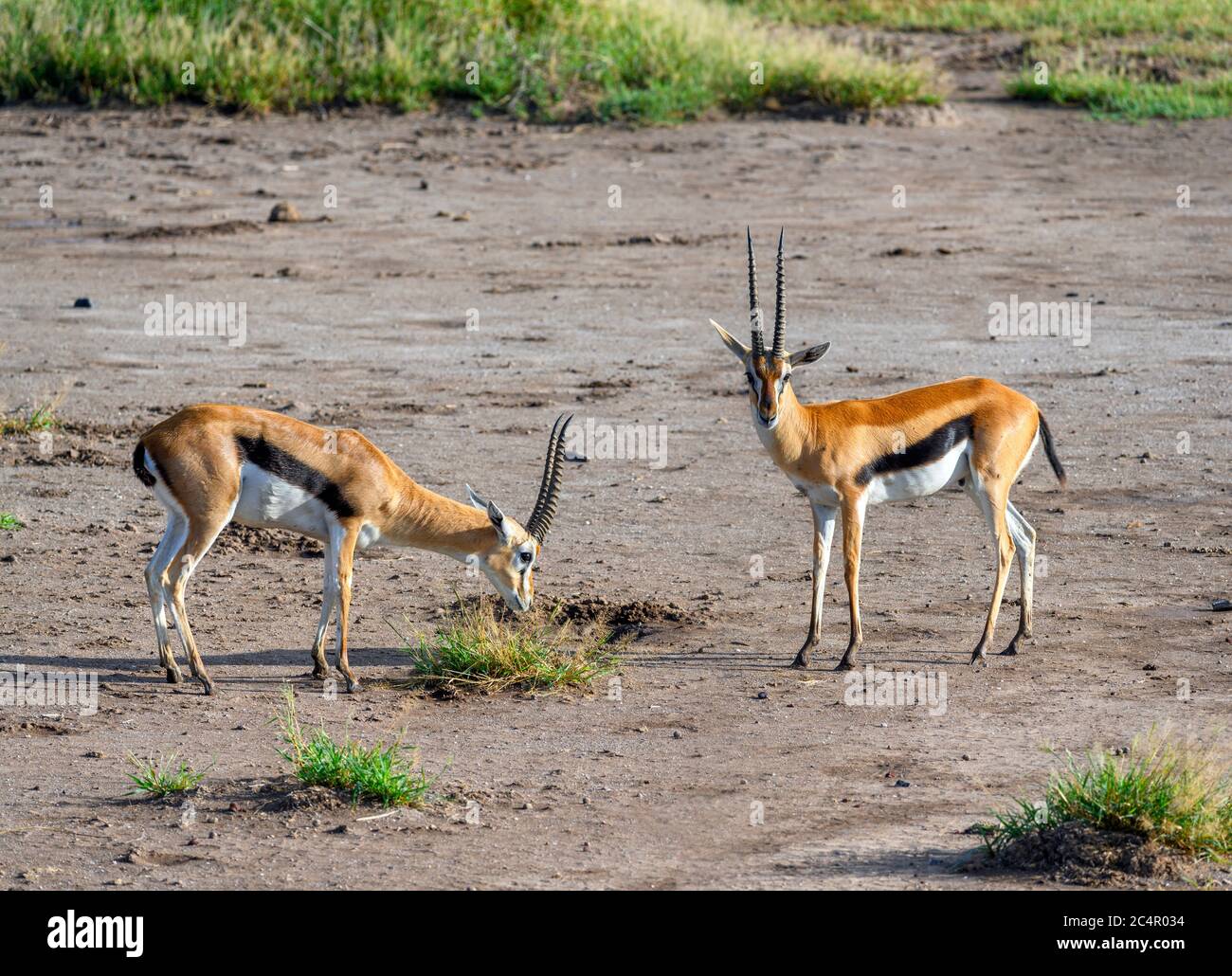 Thomson-Gazelle (Eudorcas thomsonii), Amboseli-Nationalpark, Kenia, Afrika Stockfoto
