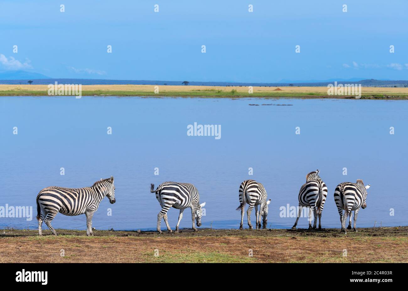 Grant's Zebra (Equus quagga boehmi), Amboseli National Park, Kenia, Afrika Stockfoto