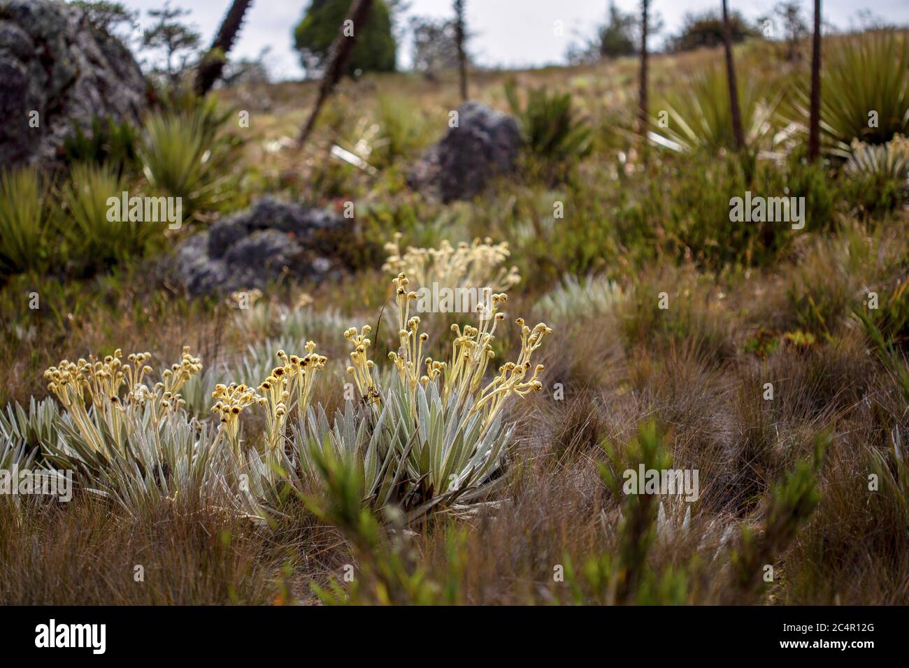 Das exotische Frailejon-Tal am Paramo von Teatinos, das die Laguna Verde umragt, im Hochland der Andenberge von Zentralkolumbium. Stockfoto