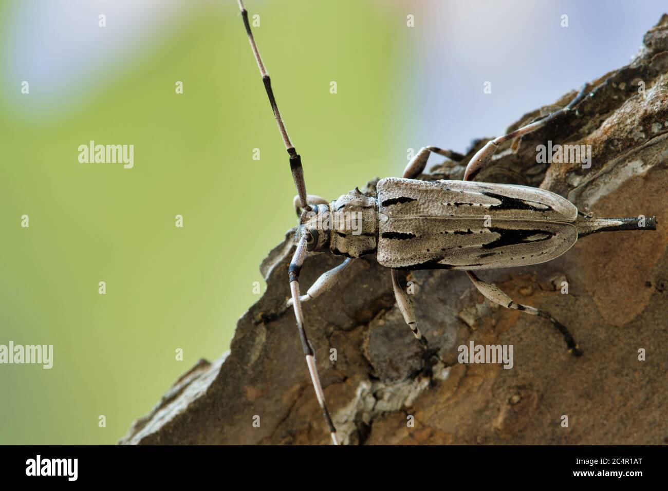 Kleiner Kiefer Borer (Acanthocinus nodosus) Käfer auf Baumrinde, weiblich. Eine Art von Longhorn Käfer, die von Kiefern in den Südost-Staaten ernährt. Stockfoto
