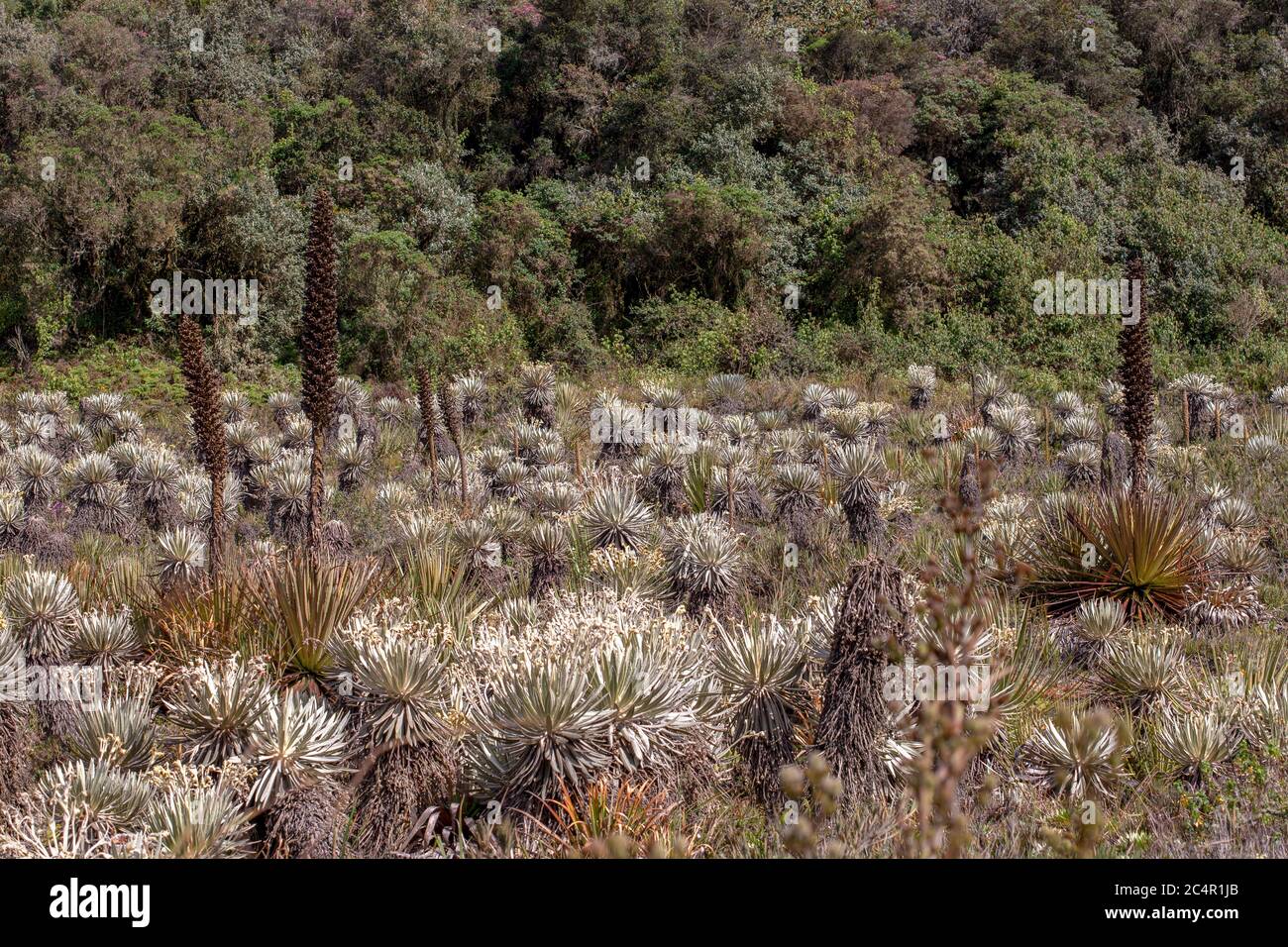 Das exotische Frailejon-Tal am Paramo von Teatinos, das die Laguna Verde umragt, im Hochland der Andenberge von Zentralkolumbium. Stockfoto
