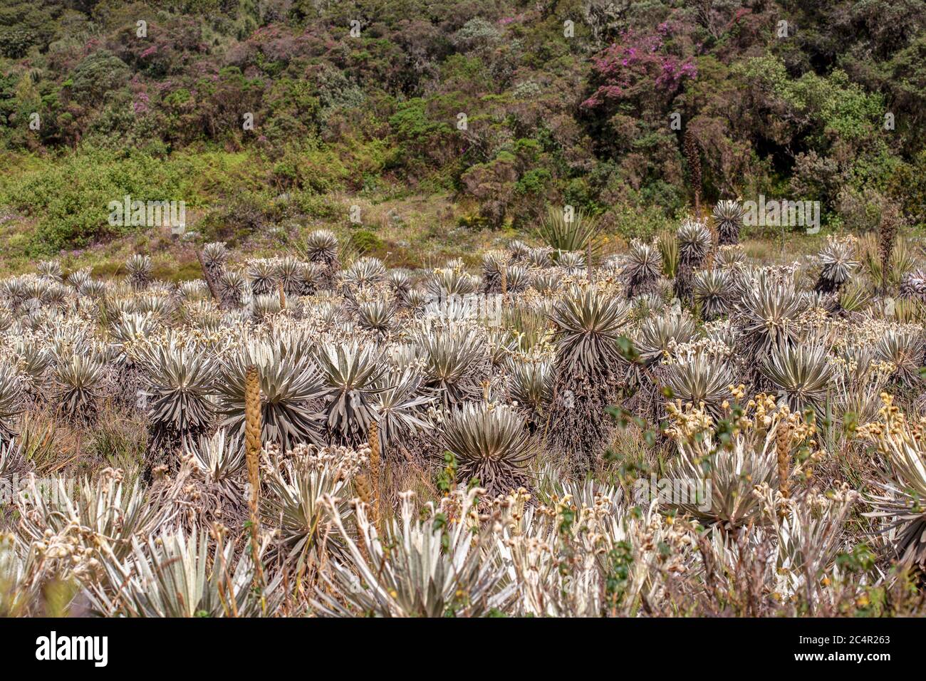Das exotische Frailejon-Tal am Paramo von Teatinos, das die Laguna Verde umragt, im Hochland der Andenberge von Zentralkolumbium. Stockfoto