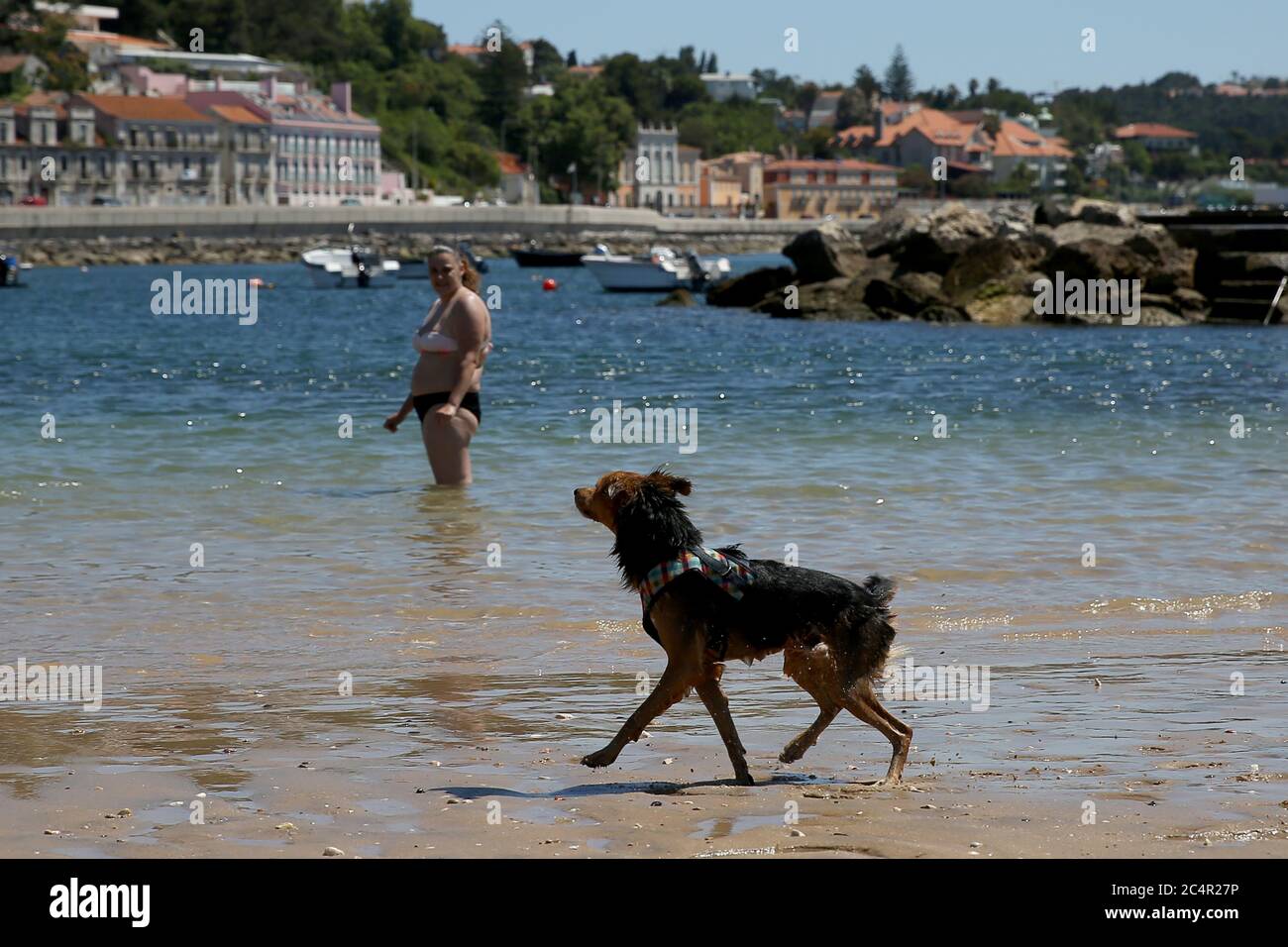 Oeiras, Portugal. Juni 2020. Ein Hund wird am 28. Juni 2020 an einem haustierfreundlichen Strand in Oeiras, Portugal, gesehen. Portugal wird seine COVID-19-Reaktion auf einen "Alarmzustand", den niedrigsten von drei Notständen, am 1. Juli weiter herabstufen, sagte der portugiesische Premierminister Antonio Costa am Donnerstag. Quelle: Pedro Fiuza/Xinhua/Alamy Live News Stockfoto