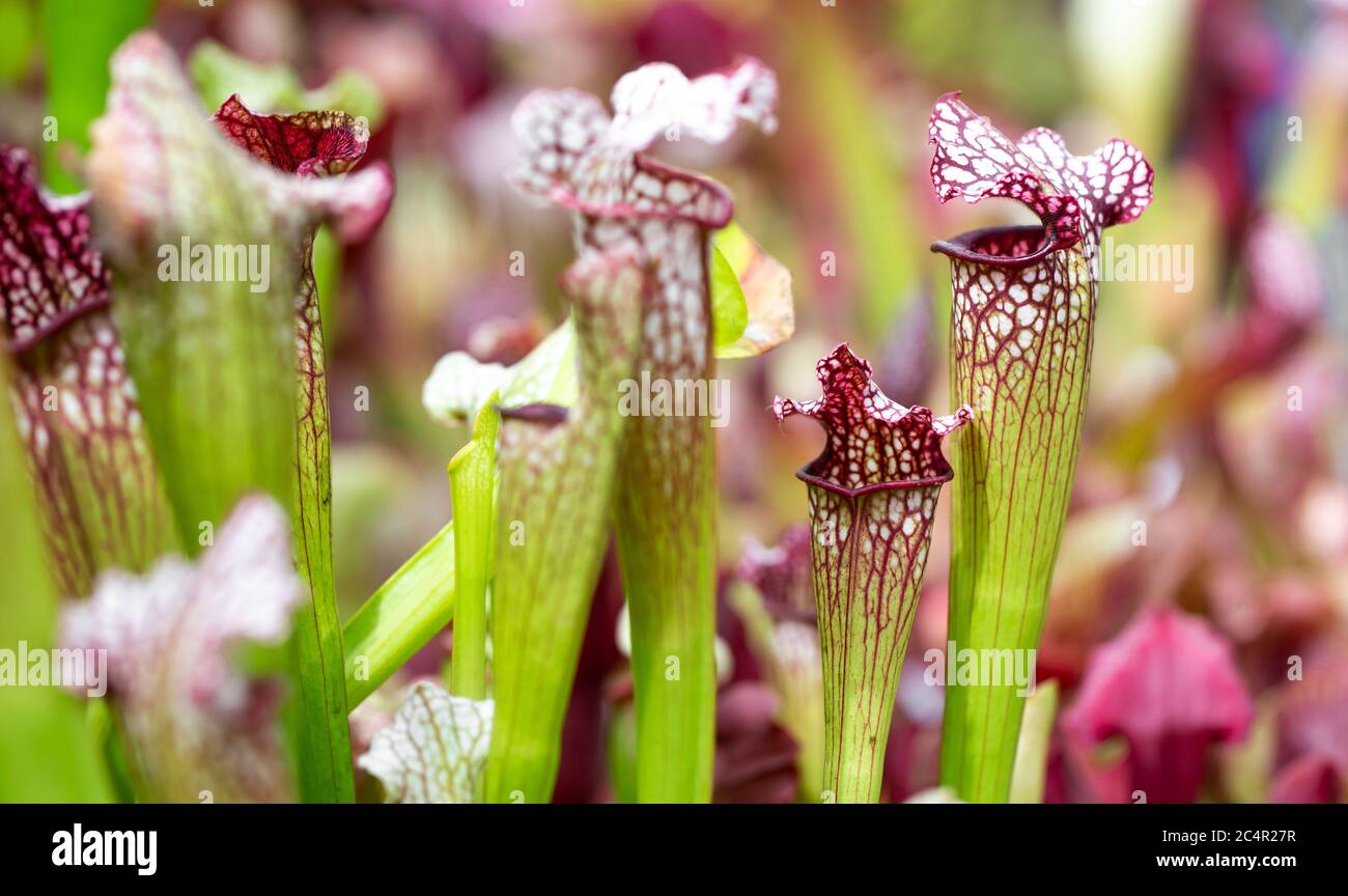 Nepenthes fleischfressende Pflanze im riesigen botanischen Garten, Naturkonzept Stockfoto