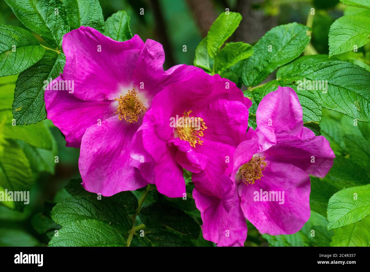 Hagebutten Blüten, Wild Rose mit Knospen in violett, lila Stockfoto