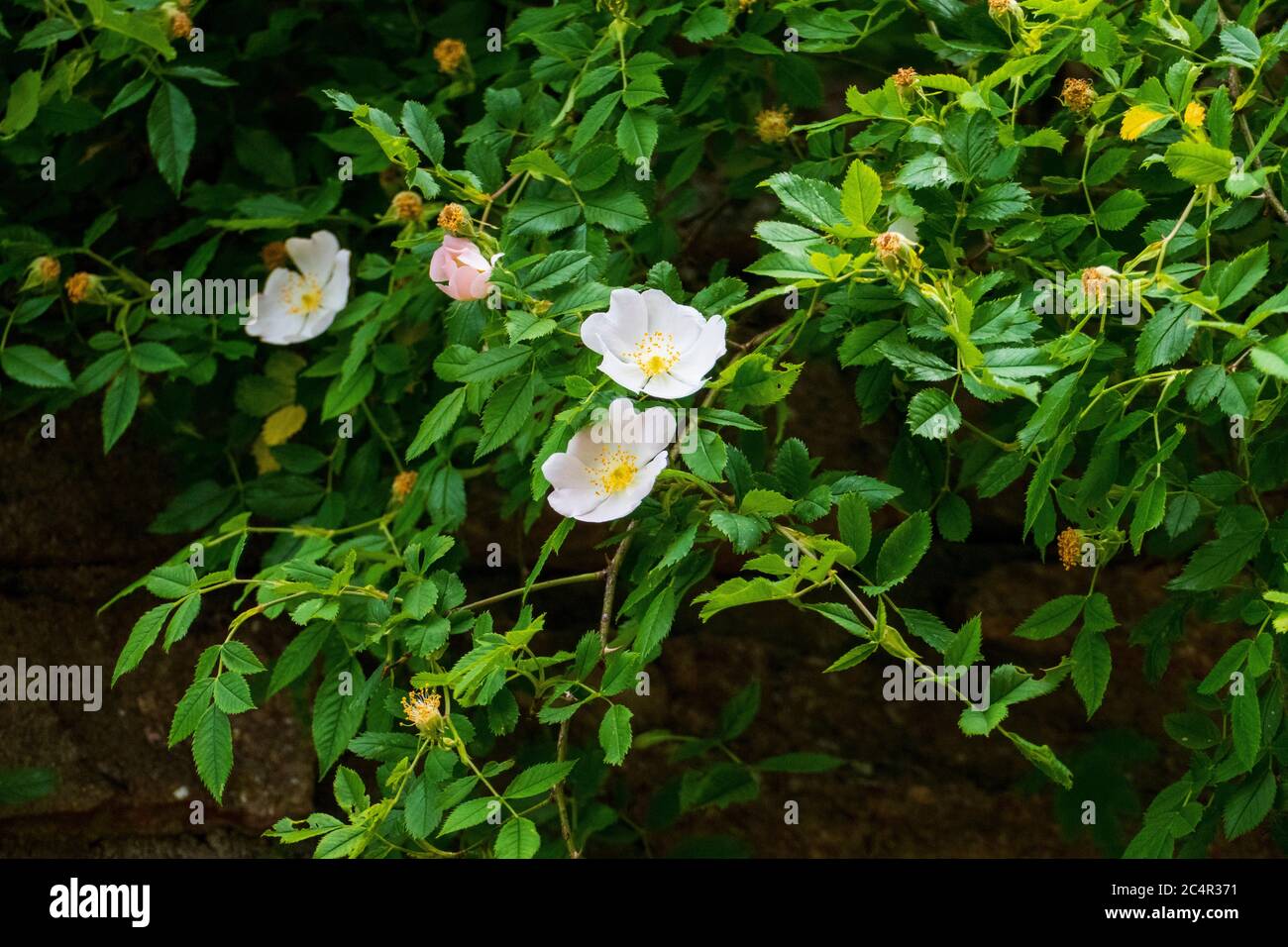Hagebutten Blüten, Wild Rose mit Knospen in weiß, gelb Stockfoto