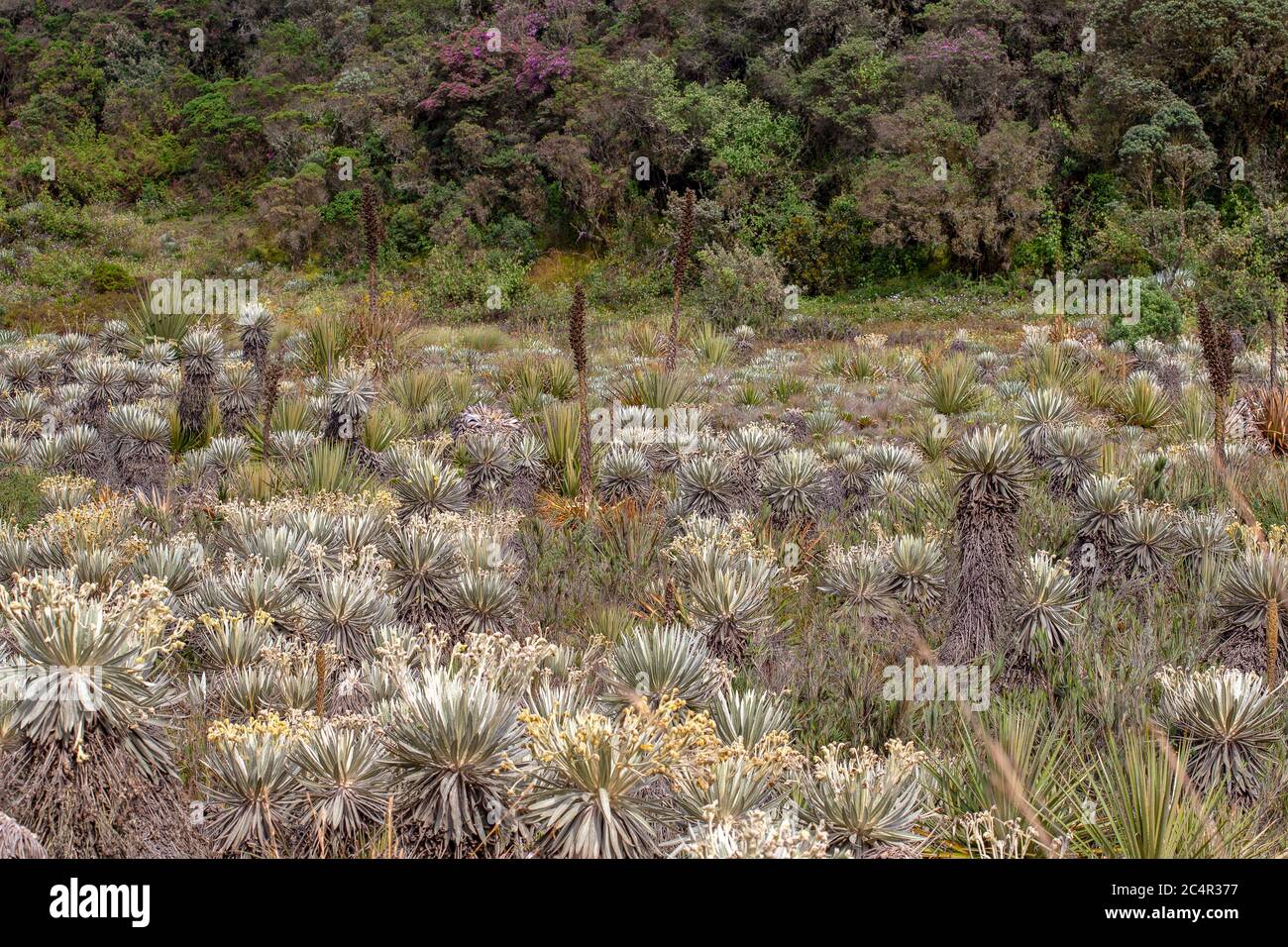 Das exotische Frailejon-Tal am Paramo von Teatinos, das die Laguna Verde umragt, im Hochland der Andenberge von Zentralkolumbium. Stockfoto