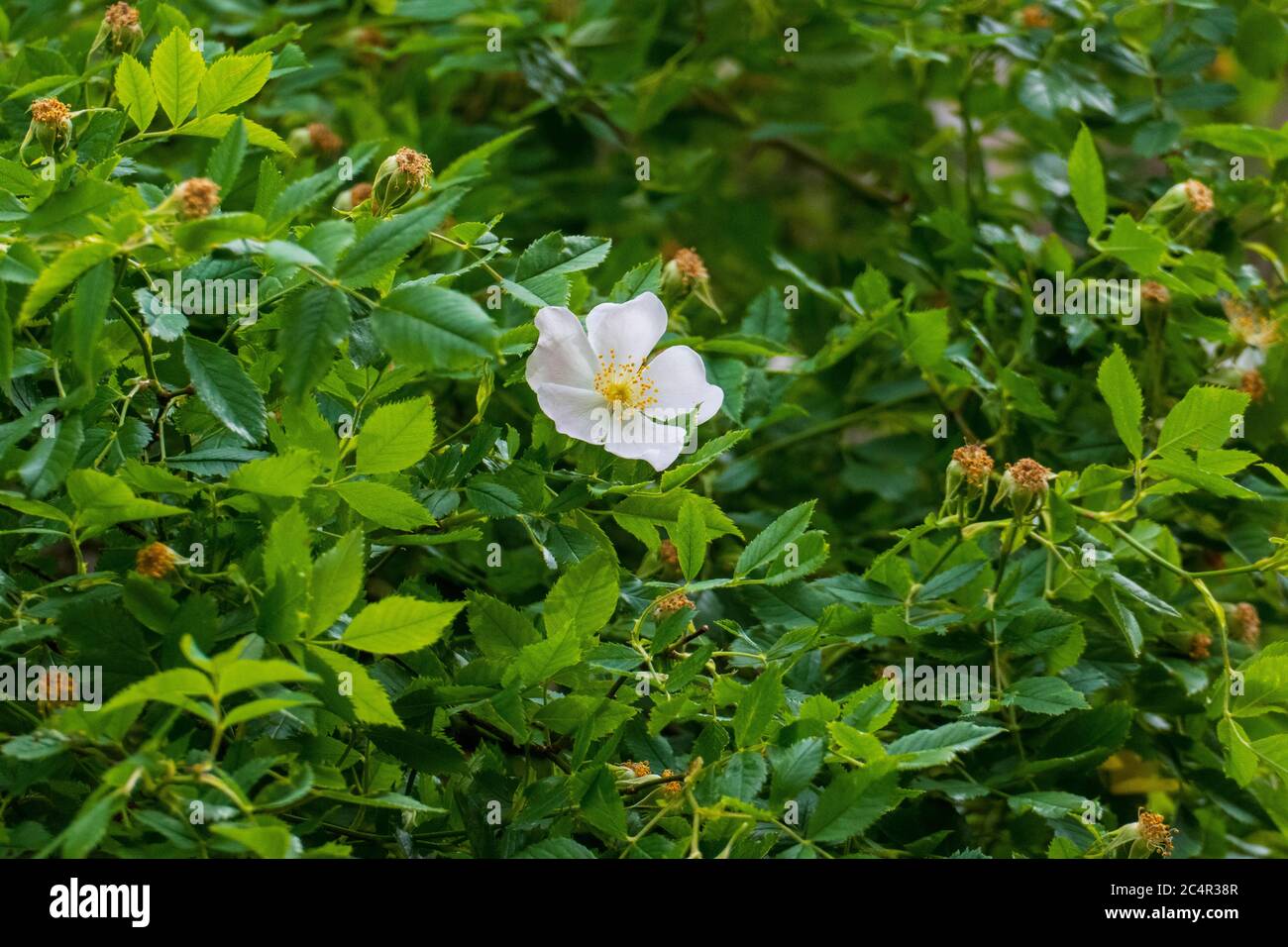 Hagebutten Blüten, Wild Rose mit Knospen in weiß, gelb Stockfoto