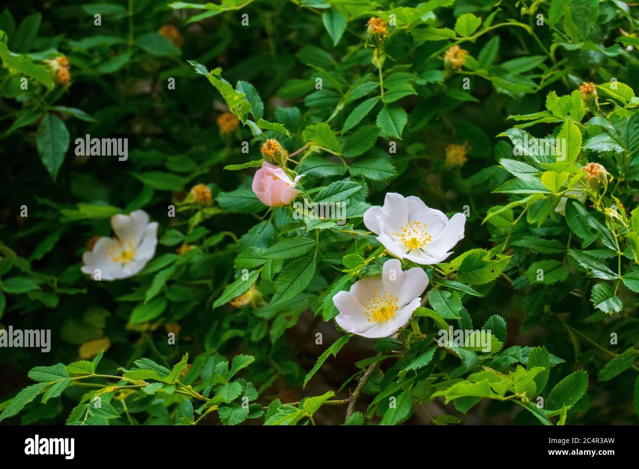 Hagebutten Blüten, Wild Rose mit Knospen in weiß, gelb Stockfoto