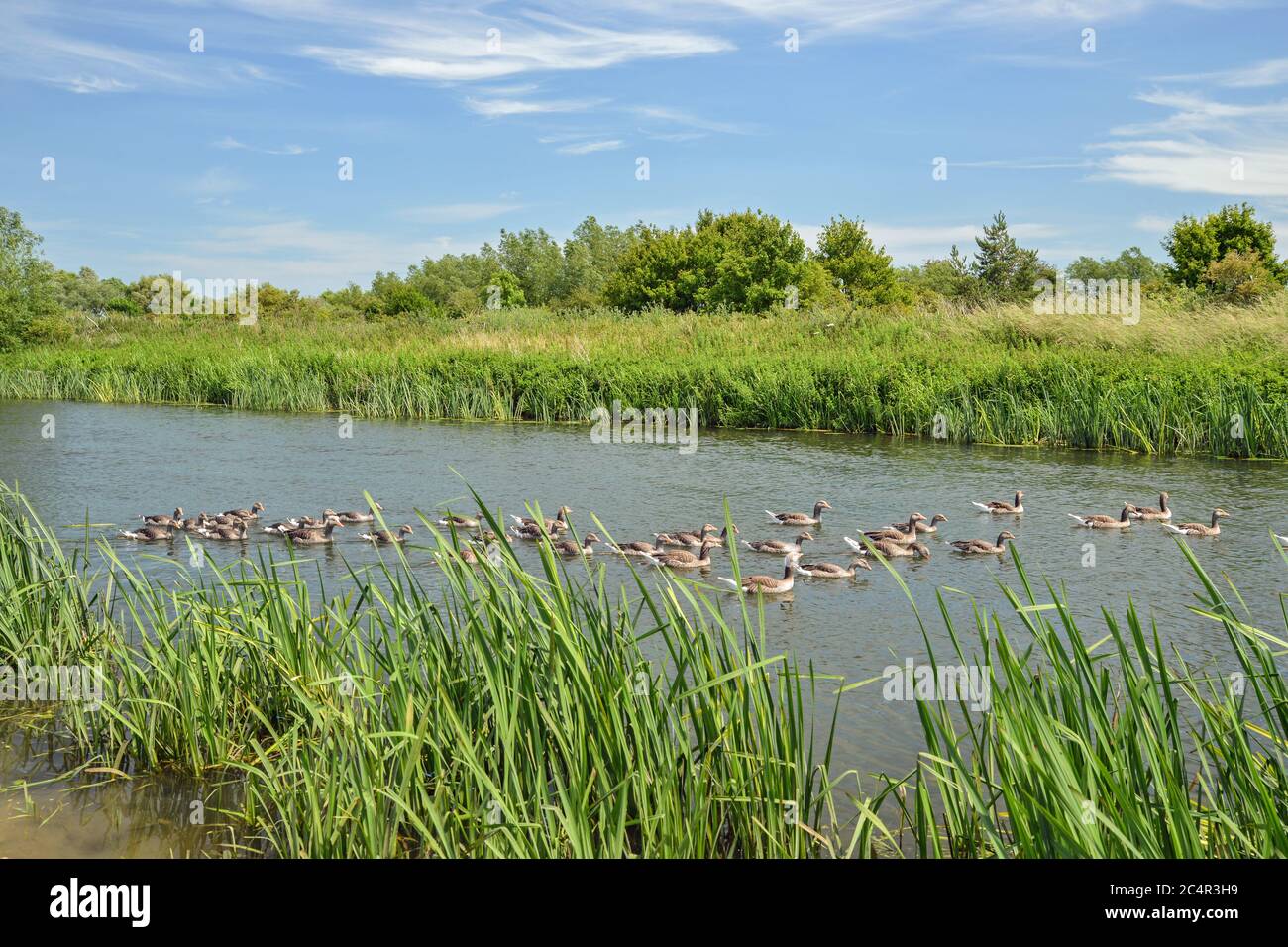 Graugänse auf dem Fluss Nene Titchmarse Northamptonshire. Stockfoto