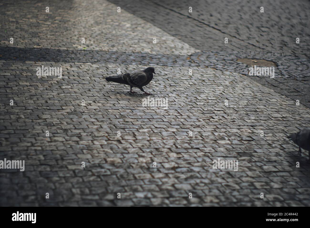 Taube gehen auf die Straße Stockfoto