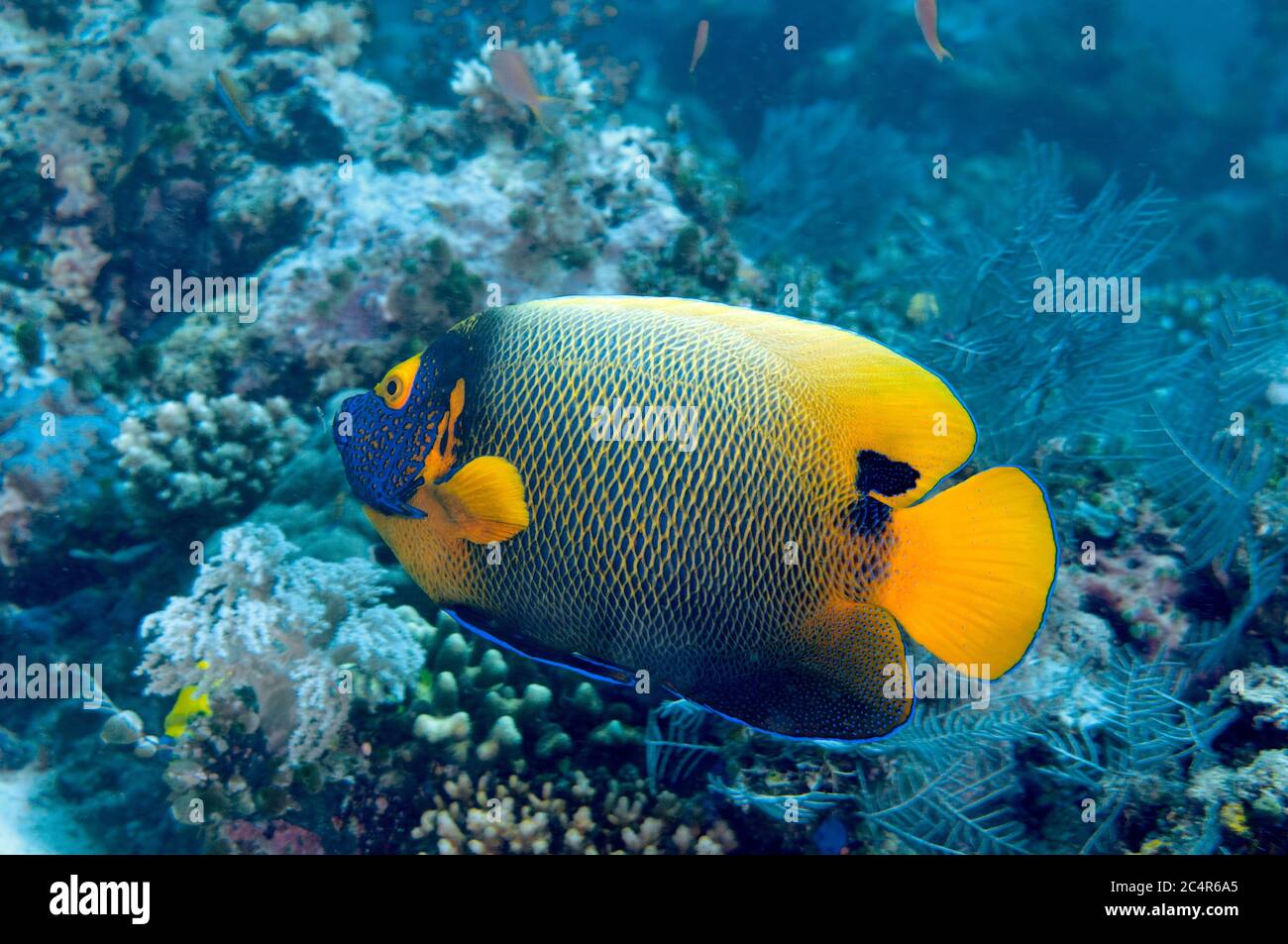 Gelbe Maske Engelfisch, Pomacanthus xanthometopon, Sipadan Island, Malaysia Stockfoto