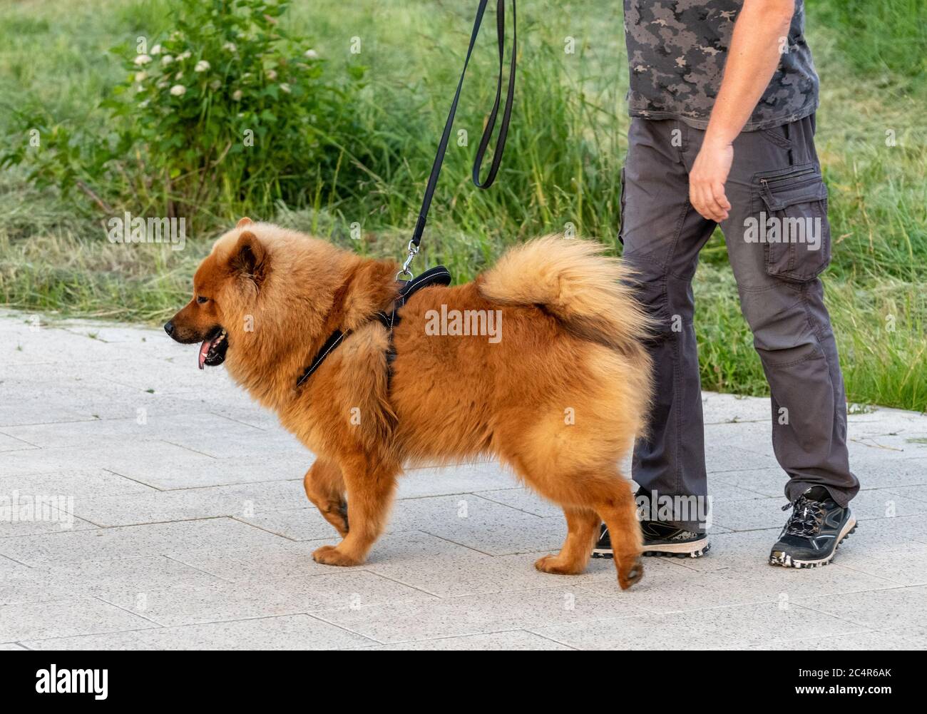 Ein Mann führt einen Chow Chow Hund an der Leine Stockfoto