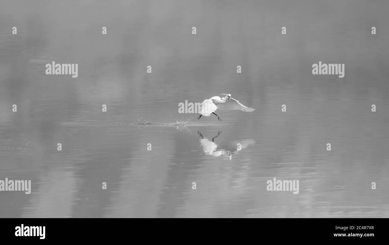 Jagd auf Vogelreiher. Wasser Natur Hintergrund. Kleiner Reiher. Egretta garzetta. Stockfoto