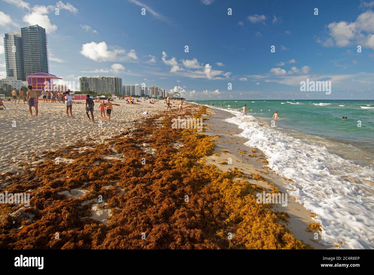 Flöße von braunem Seegras, Sargassum sp., stapeln sich am Ufer von Miami Beach, Florida, USA Stockfoto