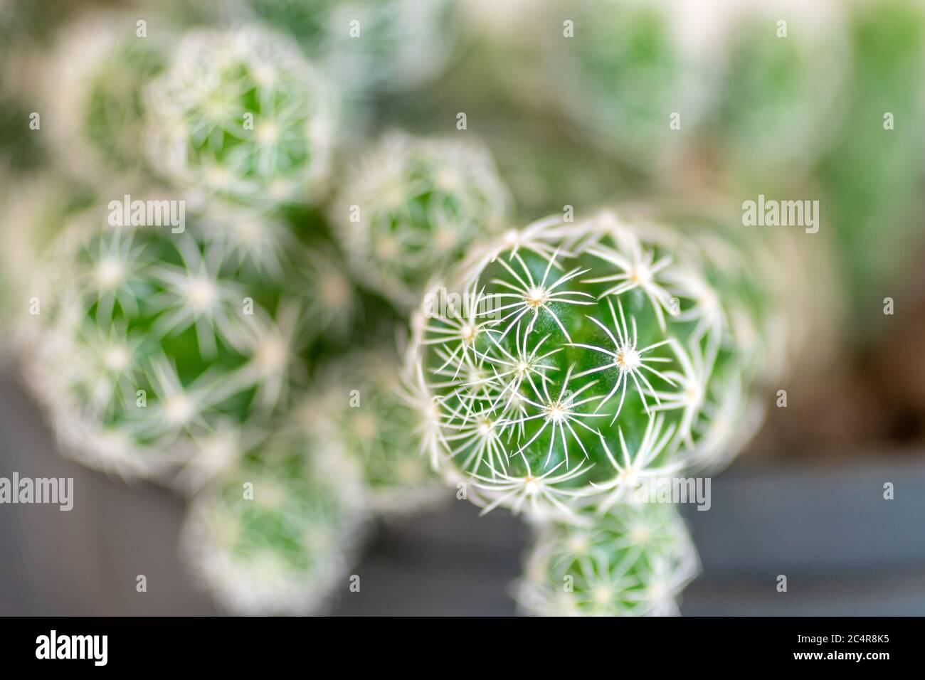 Grüner Dorn Kaktus mit langer Nadel, Makro-Shoot Stockfoto