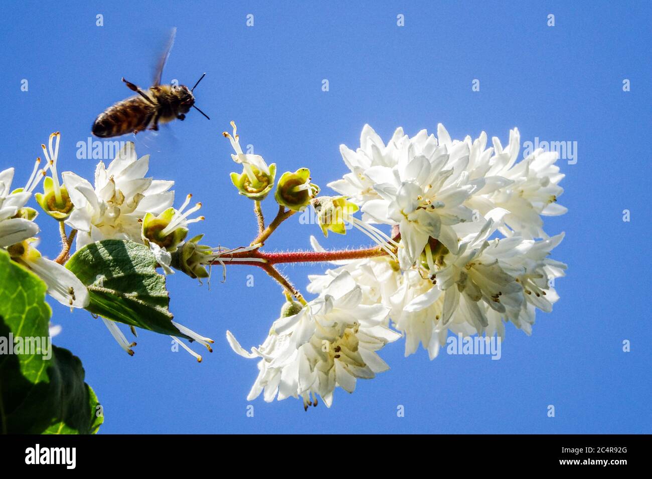 Weiße Blume Deutzia Biene fliegend zur Blüte Stockfoto