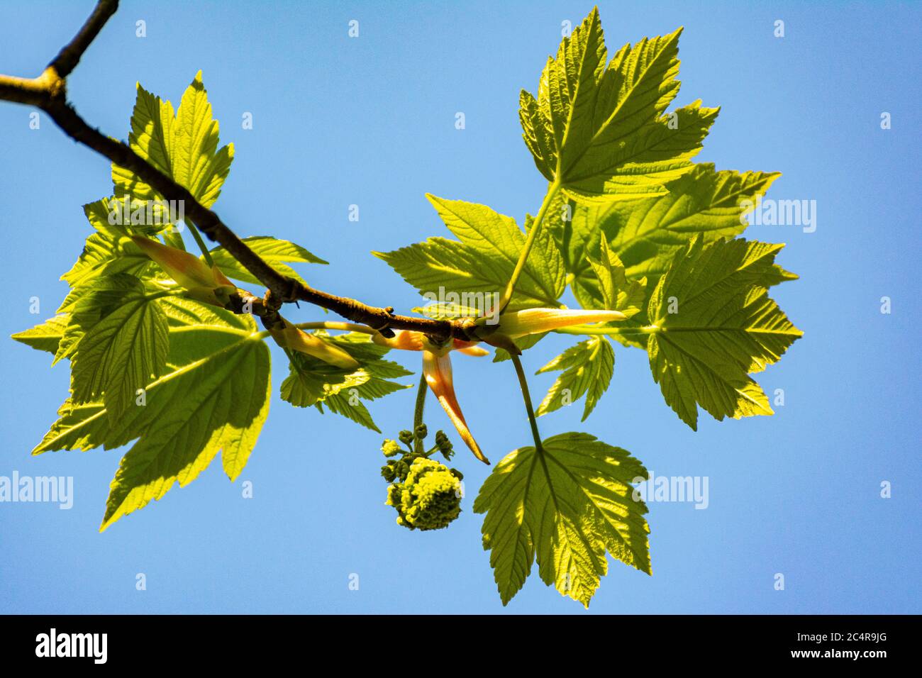 Neues Blattwachstum, das von der Sonne beleuchtet wird. Stockfoto