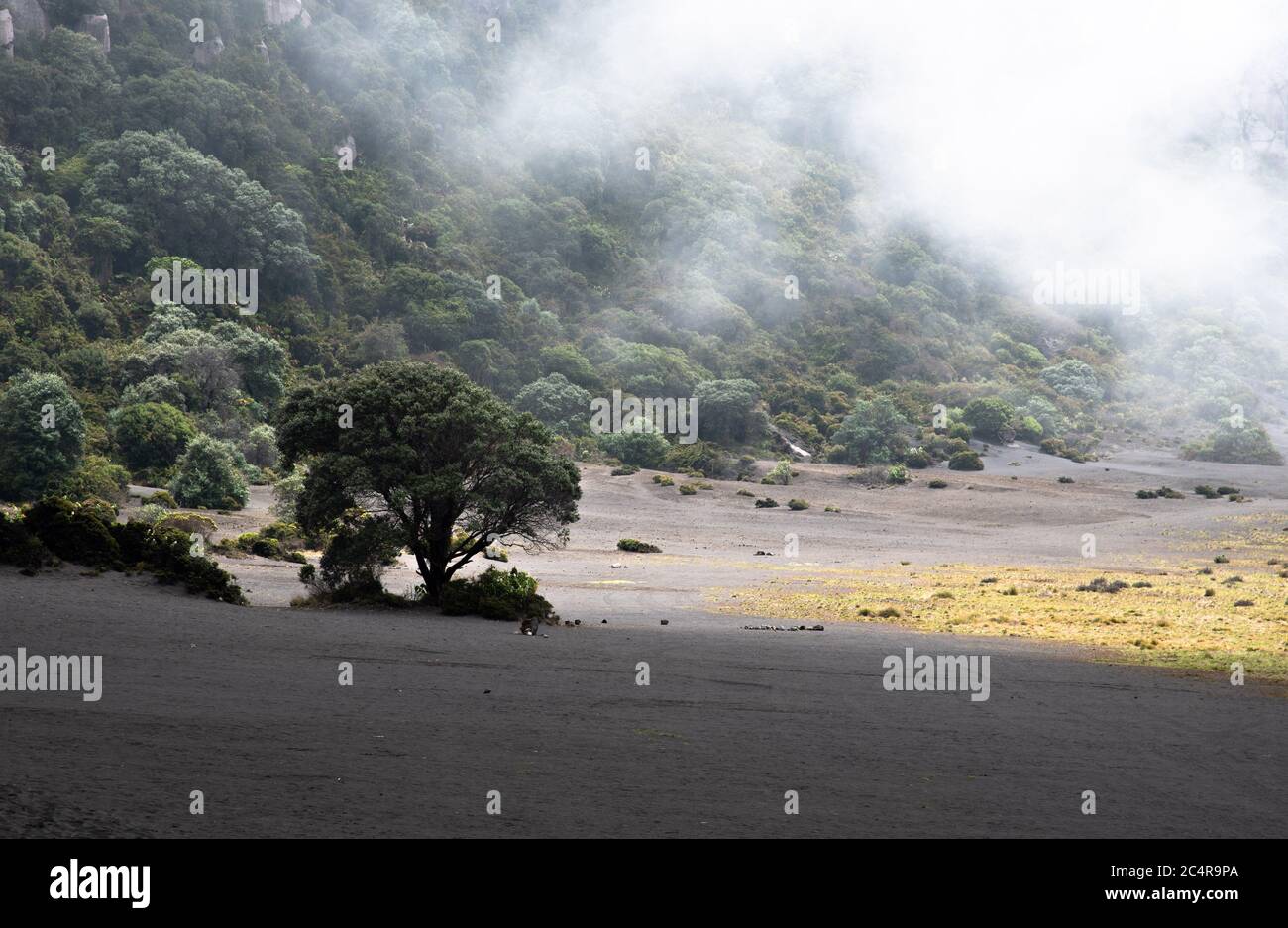 Einsamer Baum in einer nebligen und nebligen Landschaft, Costa Rica, Irazu Vulkan Nationalpark, provinz cartago, Mittelamerika, 3432 Meter hoch Stockfoto
