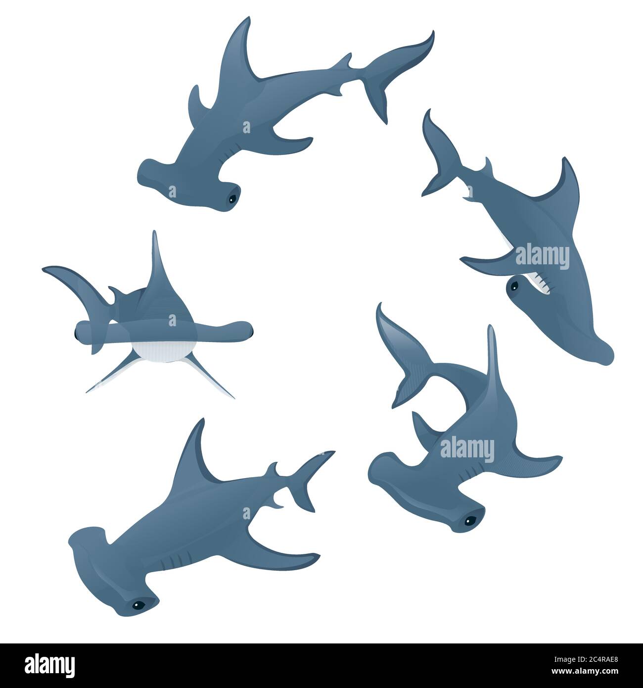 Hammerhaie schwimmen in einem Kreis Unterwasser-Riese Tier einfache Cartoon Charakter Design flache Vektor-Illustration auf weißem Hintergrund Stock Vektor