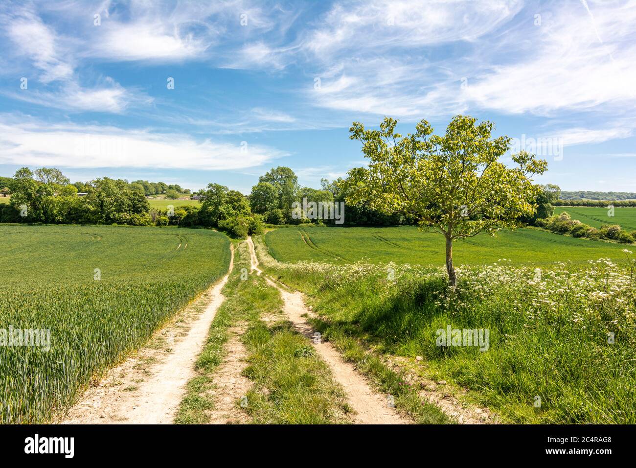 Der Monarch's Way Long Distance Path führt in der Nähe des Michelgrove Parks in der Nähe von Patching, im South Downs National Park, West Sussex, England, Großbritannien. Stockfoto