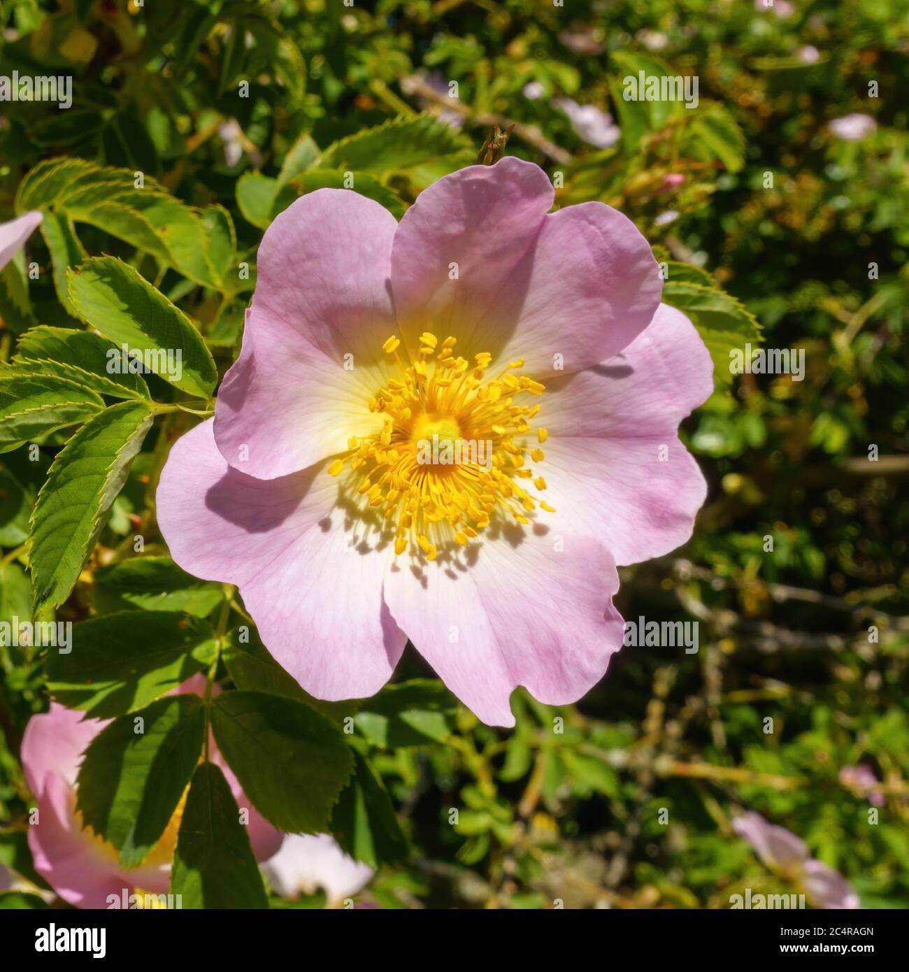 Nahaufnahme einer sonnendurchfluteten, schönen, rosa Wildhundrose (Rosa Canina) Blume im Mai, England, Großbritannien. Stockfoto
