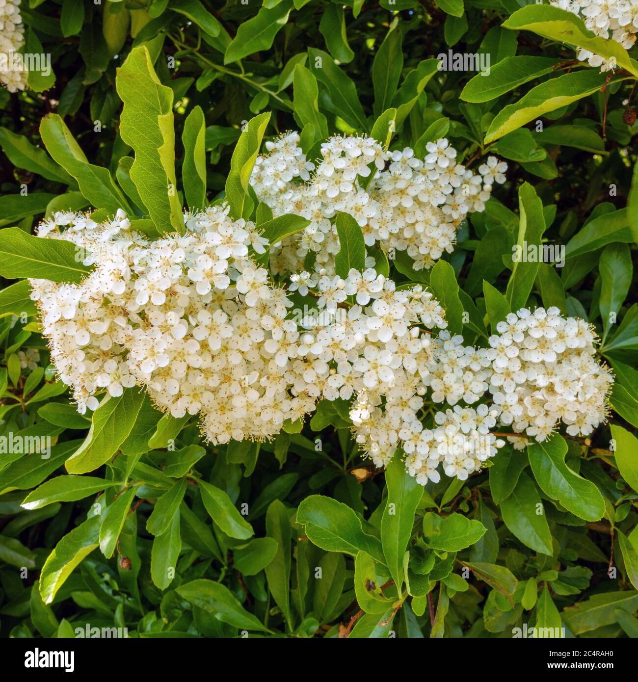 Weiße Frühlingsblüten und grünes Blattwerk von Pyracantha Firethorn im Mai, England, Großbritannien Stockfoto