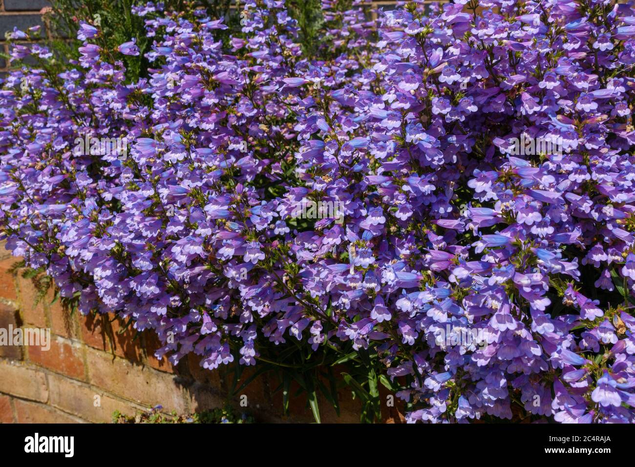 Heavenly Blue 'Beardtongue' Penstemon blüht im späten Frühjahr Frühsommer, England, Großbritannien Stockfoto