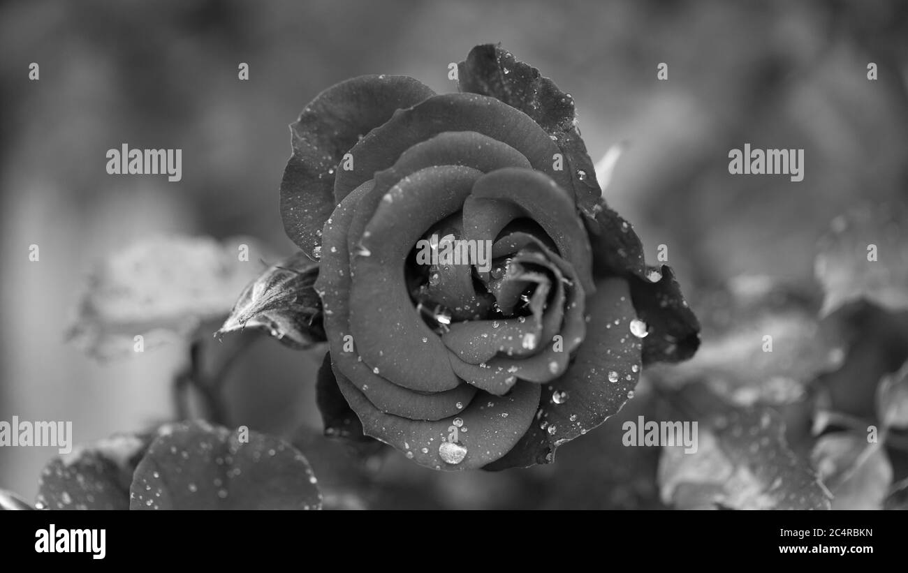 Nahaufnahme der Rose mit Wassertropfen in schwarz-weiß. Symbol für Trauer und Trauer. Stockfoto