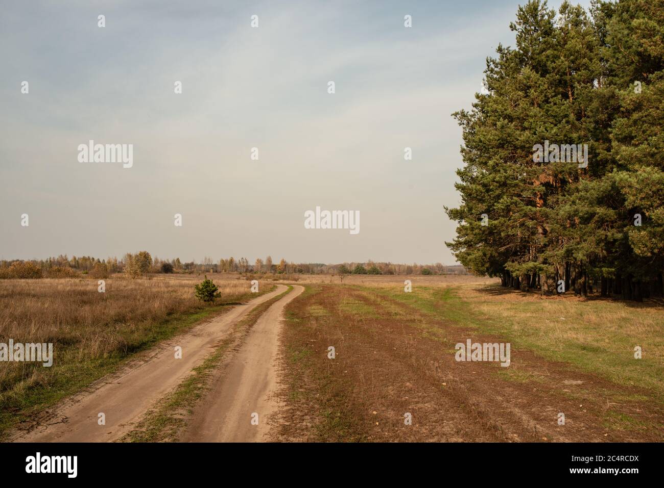 Ein Feldweg führt durch ein Feld. Kiefernwald in der Nähe der Straße Stockfoto