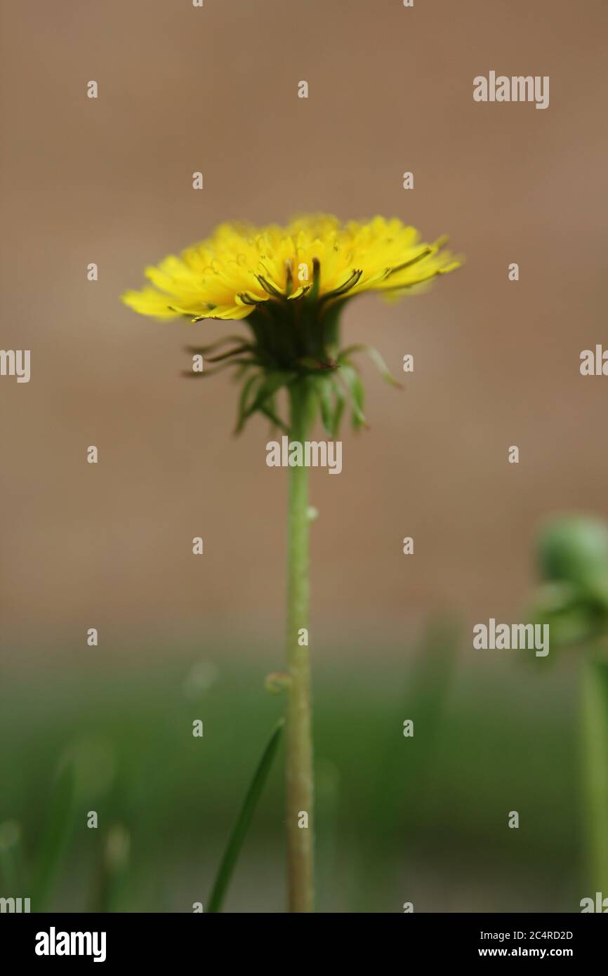 Schöne Löwenzahn, Taraxacum, Blume gefunden wachsen natürlich im Hinterhof. In den USA, Blowball, Cankerwort, Cochet, Common Löwenzahn, Couronne de. Stockfoto