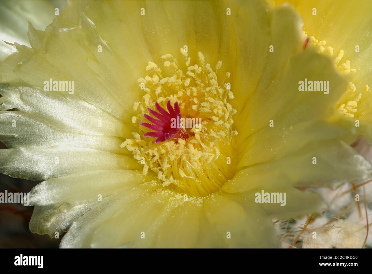 Tom Thumb Cactus - Parodia sp. Nahaufnahme der Blume Stockfoto