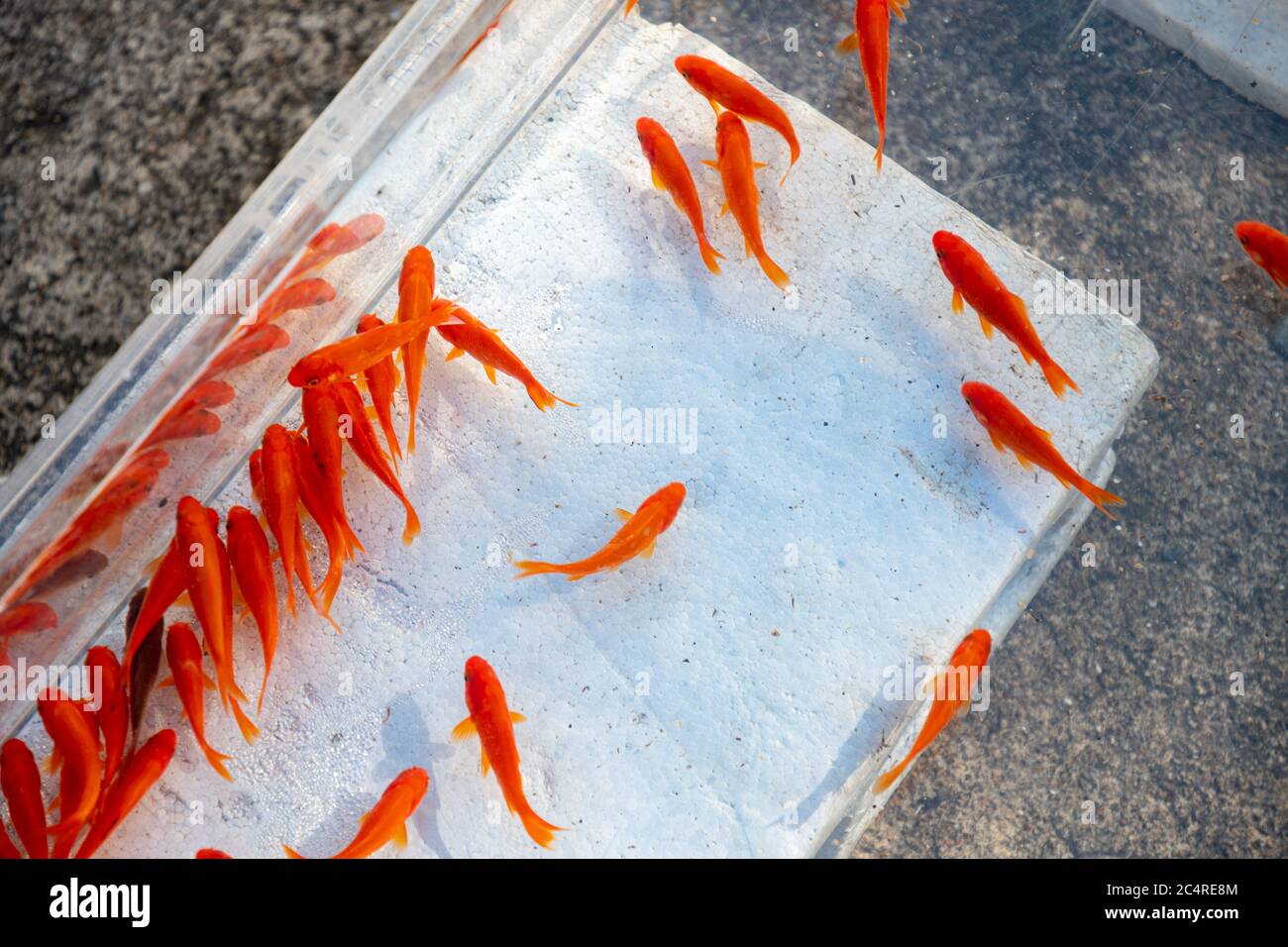 Goldfische in einer offenen kleinen Schüssel. Normalerweise symbolisierten sie Glück und Glück. Abstraktes Foto. Stockfoto