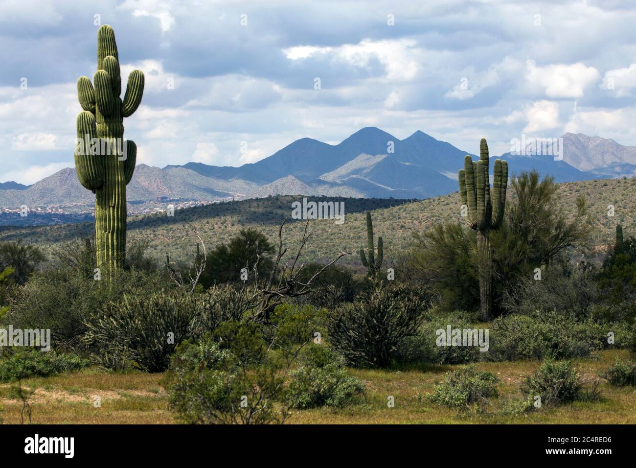 Ein Blick auf die Sonoran Wüste bei Phoenix, Arizona. Stockfoto