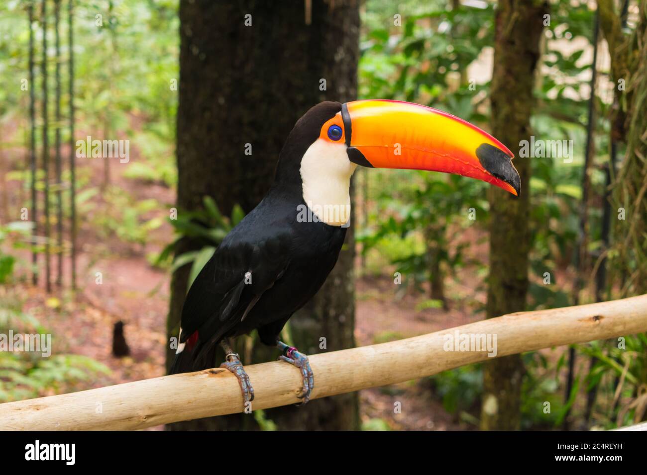 Nahaufnahme eines neugierigen Tukan im Vogelpark, beliebtes Touristenziel in der Nähe der Iguazu Wasserfälle (Foz do Iguacu, Brasilien) Stockfoto