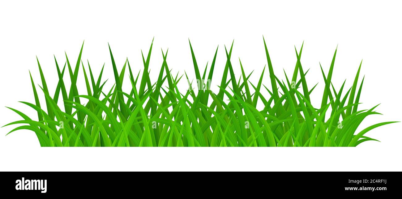 Grünen Rasen isoliert auf weißem Hintergrund Stock Vektor