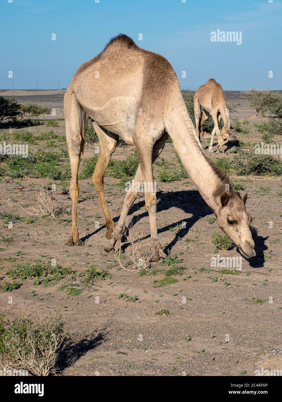 Arabische Kamele, Camelus dromedarius, Nahrungssuche im Wadi Ad Dawh, Sultanat von Oman. Stockfoto