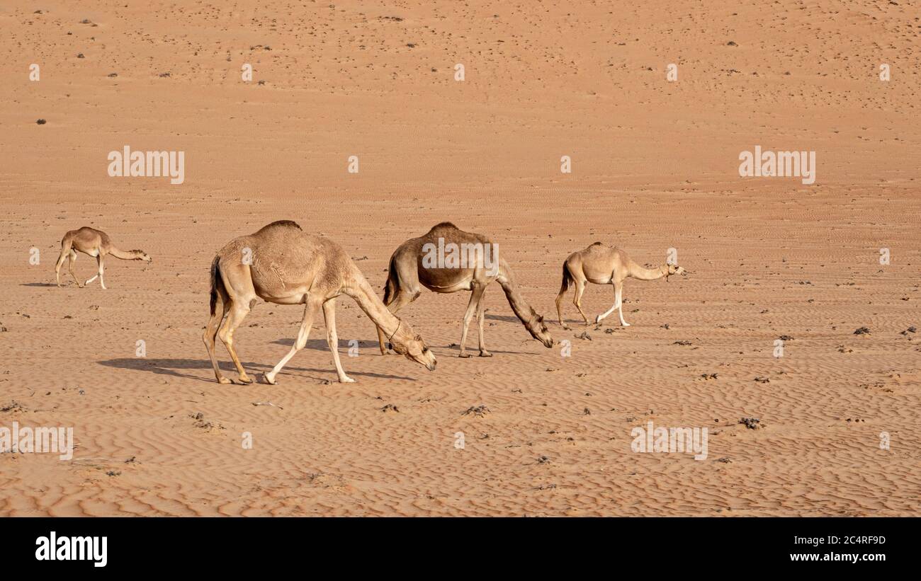 Arabische Kamele, Camelus dromedarius, die in den Wüstensand von Ramlat Al Wahiba, Sultanat von Oman. Stockfoto