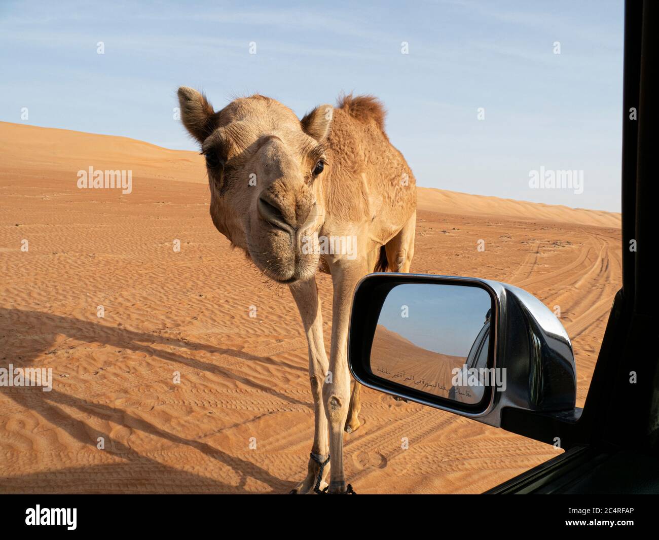 Arabische Kamele, Camelus dromedarius, nähern sich unserem LKW im Wüstensand von Ramlat Al Wahiba, Sultanat von Oman. Stockfoto