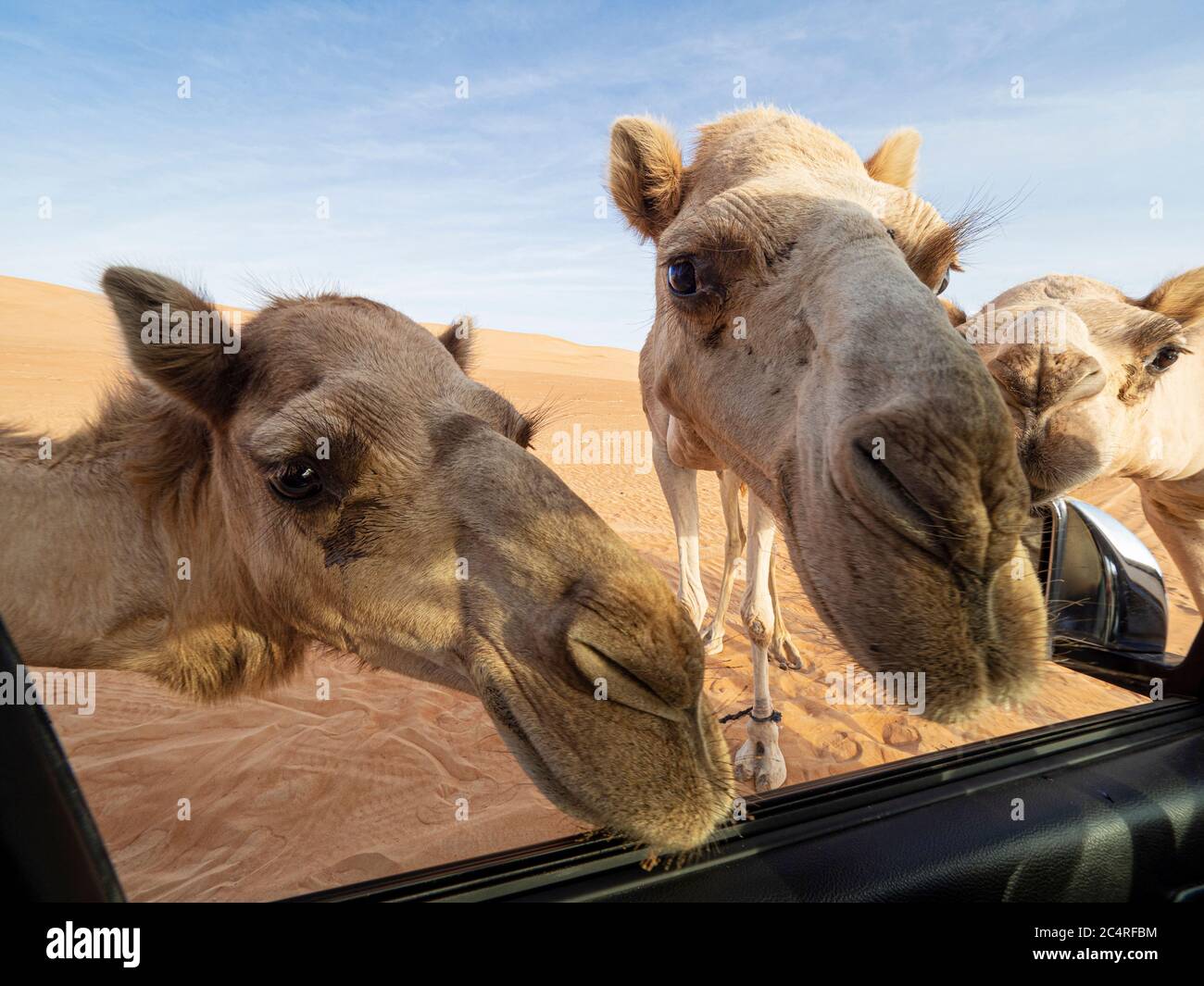 Arabische Kamele, Camelus dromedarius, nähern sich unserem LKW im Wüstensand von Ramlat Al Wahiba, Sultanat von Oman. Stockfoto