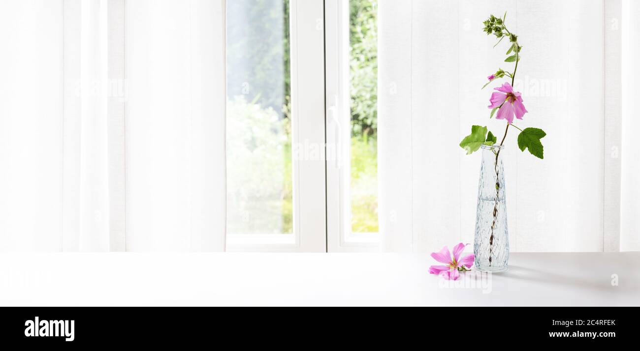 Rosa Malve Blume (Malva) in einer Glasvase am Fenster vor einem weißen Vorhang, Panoramafenster, Kopierraum, ausgewählter Fokus Stockfoto