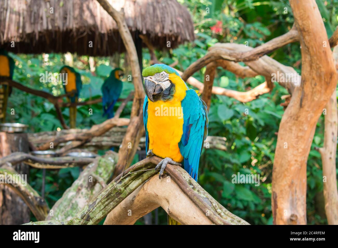 Blau-gelber Ara (Ara ararauna) im Vogelpark, beliebtes Touristenziel in der Nähe der Iguazu-Wasserfälle (Foz do Iguacu, Brasilien) Stockfoto